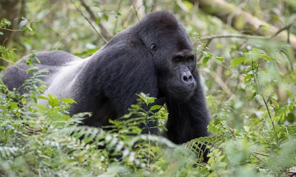 Gorila-de-grauer via New England Primate Conservancy