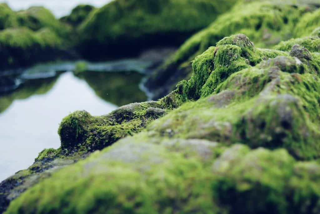 cianobactéria ou alga em rocha