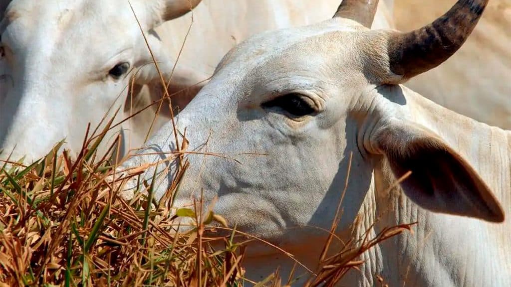 Gado comendo no pasto