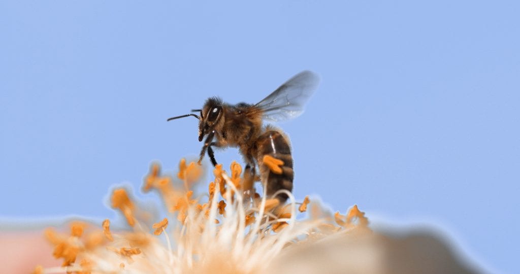 Abelha é importante para polinização de flores