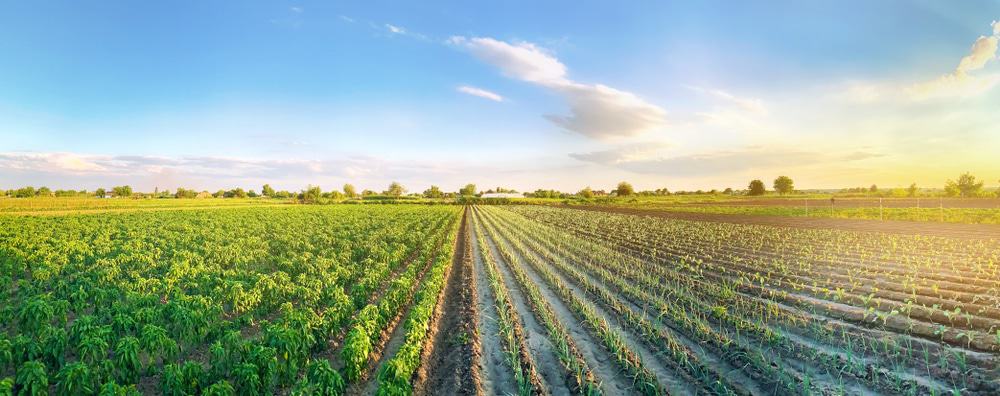 Imagem mostra um campo com plantação, representando o agronegócio